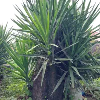 گل یوکا بنسای تنه دار خیلی بزرگ