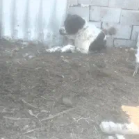 واگذاری قدرجانی اصیل|سگ|شوش, |دیوار