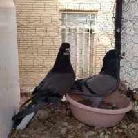 کبوتر|پرنده|سیرجان, |دیوار