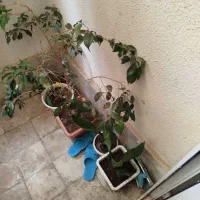 گل عمده|گل و گیاه طبیعی|قصرشیرین, |دیوار