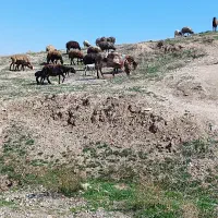 شیر گوسفند چراگاهی