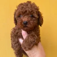 پودل|سگ|تهران, پاسداران|دیوار