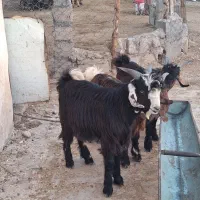 ۳ راس بیگ چاق