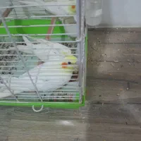 عروس هلندی چشم شرابی تازه دون خور شده