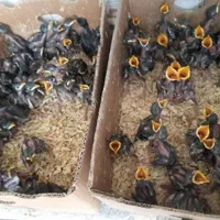 جوجه مینا|پرنده|خمینی‌شهر, |دیوار