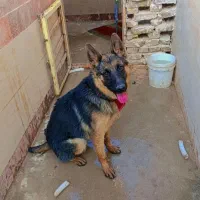 سگ ژرمن شپرد تربیت شده