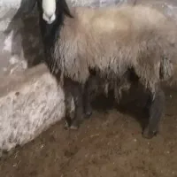 درود دوستان یک راس قوچ بره اصالت دار