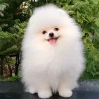 پامرانین ۶۷روزه