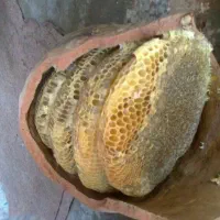 فروش انواع عسل زنبور (کندو و وحشی کوهی)و ژل رویال|خوردنی و آشامیدنی|دهدشت, |دیوار