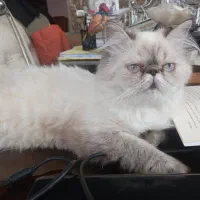 گربه هیمالین پرشین