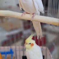 فروش فوری جفت عروس هلندی