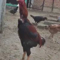 خروس لاری ۱۴ ماه افغان در سلماس|حیوانات مزرعه|خوی, |دیوار