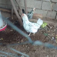 مرغ ریشو گلین چهل تاج