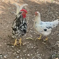 جوجه گلین  پنگوئنی