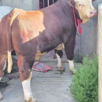 سلاخ سلاخی ذبح قصاب حرفهای گوساله گوسفند حلال