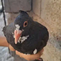 کفتر پلنگ کلاهی