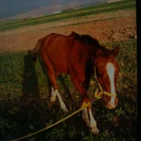 مادیان سرقت شده همراه با کره