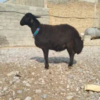 قزل افشار ابستن