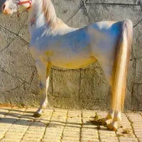 اسب