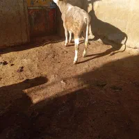 گوساله|حیوانات مزرعه|حسین آباد, |دیوار