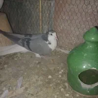 کرماده|پرنده|اصفهان, بهارانچی|دیوار