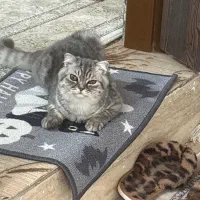 واگذاری بریتیش ۶ ماهه