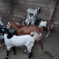 بره و کهره|حیوانات مزرعه|قشم, |دیوار