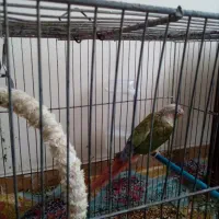 جفت گرینچیک با یک جوجه|پرنده|شیراز, تندگویان|دیوار