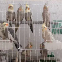 عروس هلندی و برزیلی اوپال