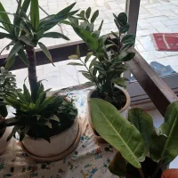 گل طبیعی|گل و گیاه طبیعی|اصفهان, جلفا|دیوار