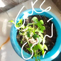 مسافر زابل به زاهدان فوری