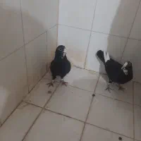 کفتر