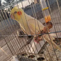 عروس هلندی