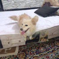 سگ نژاد دار کاملن تربیت شده