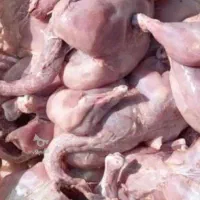 تلفات مرغ تمیز
