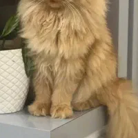 واگذاری گربه پرشین