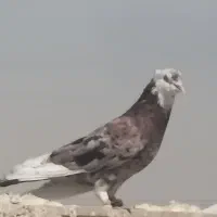 کبوتر|پرنده|اهواز, لشکرآباد|دیوار
