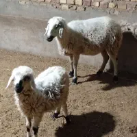 میش با بره نر|حیوانات مزرعه|رفسنجان, |دیوار