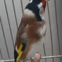 سهره جفتی کت باز کن و قرص بخون|پرنده|تهران, خاوران|دیوار