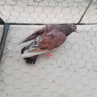 کفتر و کبوتر