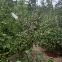 چهار حبه ملک  احمد آباد خیاری دهج|فروش زمین و ملک کلنگی|دهج, |دیوار