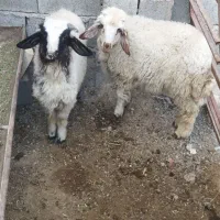 شهر شاوور|حیوانات مزرعه|شوش, |دیوار