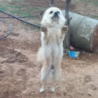 سگ خانگی اشپتیز