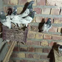 کفتر|پرنده|بمپور, |دیوار