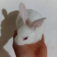 ۶عددبچه خرگوش