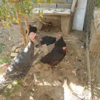 خروس و مرغ تخمی و بوقلمون|حیوانات مزرعه|شریف‌آباد, |دیوار