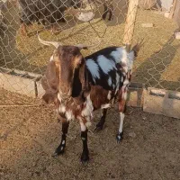 میش بره دار بز ابستن|حیوانات مزرعه|خرامه, |دیوار