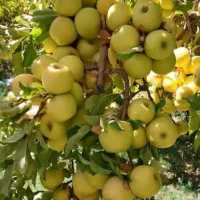 معجزه و نجات دهنده باغات شمابا کودهای ارگانیک کروا