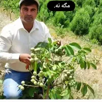 نهال گردو و بادام پر بار ترین نهالها. در.نهالستان