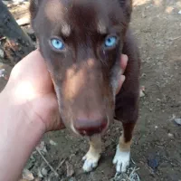 فروشی|سگ|رحیمآباد, |دیوار